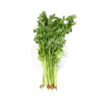 Celery Fresh